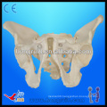 Life size pelvic skeleton models,Male Adult Pelvis